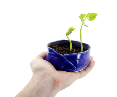 A hand holding out a small blue pot with two young plants beginning to grow on a pure white...