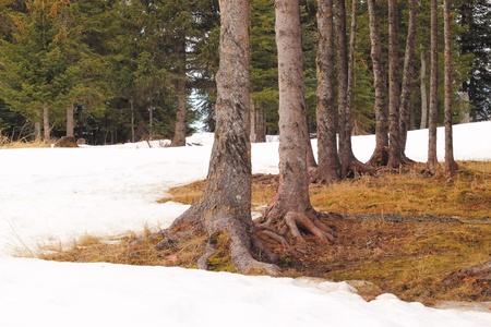 Spring snow melting in a spruce forest in Alaskaの写真素材
