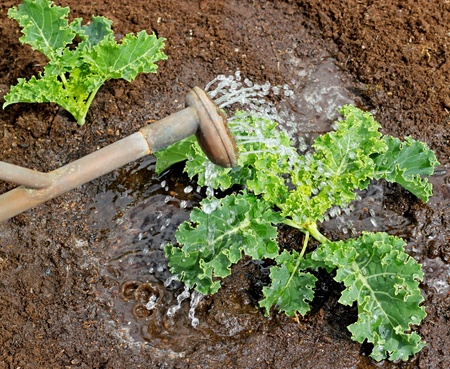 Watering  kale plants in the garden の写真素材