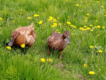 Ducks foraging in the meadowの写真素材