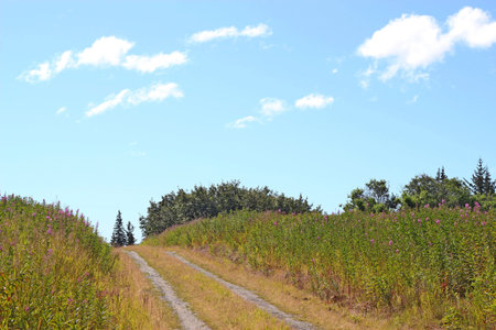 Peaceful country dirt road in summer with a bright blue sky and puffy clouds