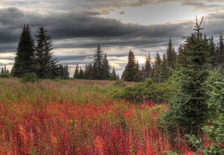 Dark storm clouds form over the Alaskan countryside in fall with red fireweed and spruce trees.の写真素材
