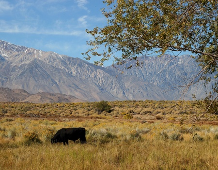 Large black bull eating grass on an Eastern Sierra ranch on a sunny fall afternoon with the mountains in the backgroundの写真素材