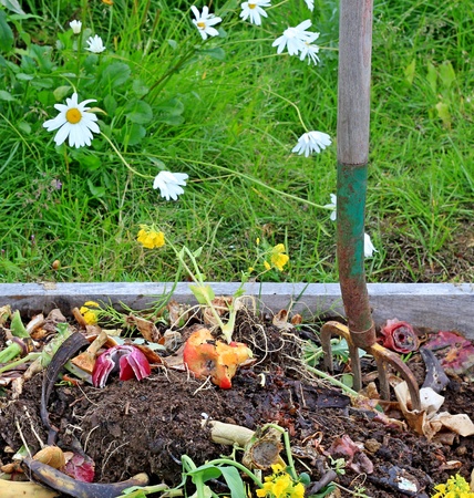 Close up view of a compost pile with turning pitchfork in summer with grass and daisies in the background.の写真素材