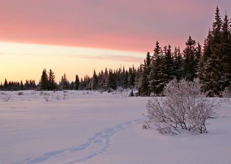 Snowshoe tracks following lynx tracks in the snow in the pink glow of sunset at the edge of an Alaskan spruce forest.の写真素材