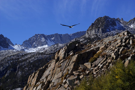 Bald eagle soaring over rocky peaks with a bright blue sky.