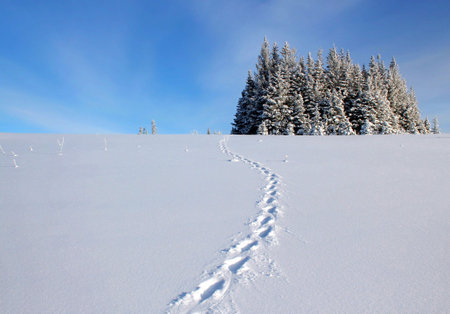 Lynx tracks through a field of open snow leading to a clump of spruce trees in rural Alaska on a...