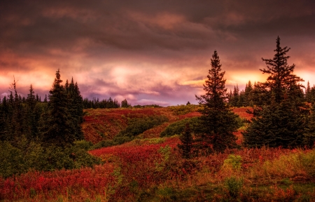 Fall sunset in rural Alaska with spruce trees and red fireweed with pink clouds.の写真素材
