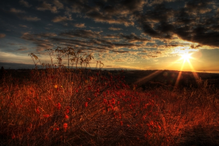 Fall sunset in rural Alaska with elderberries in the foreground and interesting clouds.の写真素材