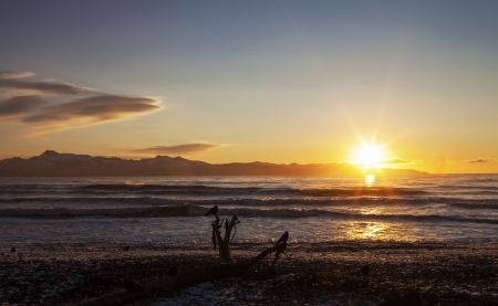 Crows sitting on driftwood watching the setting sun on an Alaskan beach with waves rolling in.の写真素材