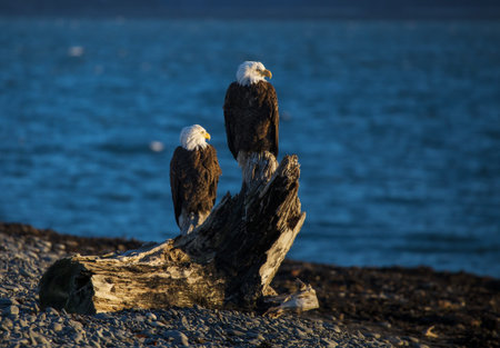 Two bald eagles perched on driftwood on an Alaska beach looking out to sea.