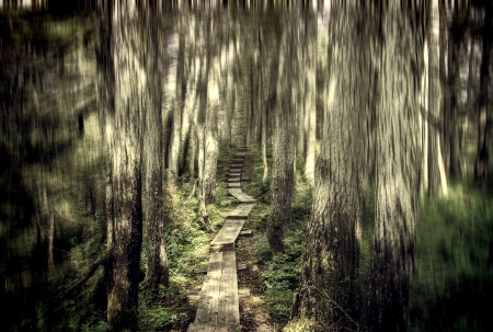 Wooden plank path through the forest near Whittier Alaska in summer.の写真素材