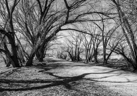 Interesting tree shadows on a dirt path through overhanging cottonwood trees in winter.の写真素材
