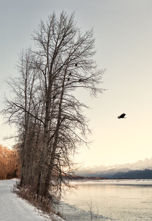 Bald eagles in the Chilkat Bald Eagle Preserve in cottonwood trees along the river on a winter day.