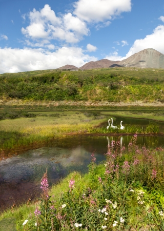 Three trumpeter swans beside an Alaskan pond in summer with wildflowers and blue sky with puffy clouds.の写真素材