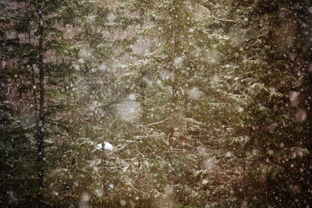 Heavy snow with large flakes falling in a dense forest.の写真素材