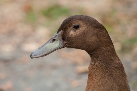 Head shot of a brown duckの写真素材