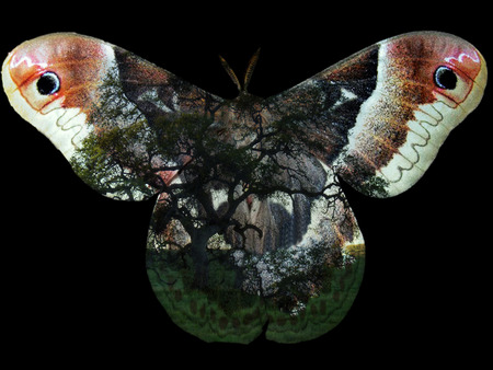 Artword created by combining natural elements including a month and ancient oak trees through photo-manipulation.の写真素材