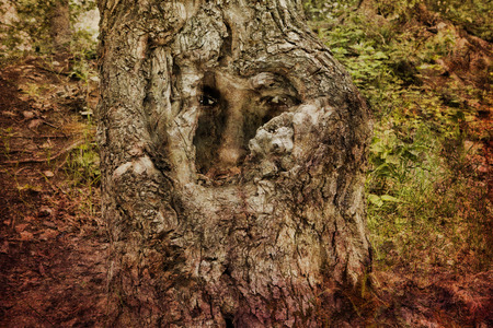Face in an ancient gnarled tree created with photomanipulation and textures.の写真素材