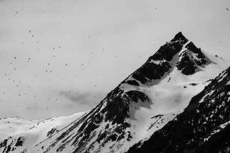 Large flock of birds near a mountain peak in Southeast Alaska in black and white.の写真素材