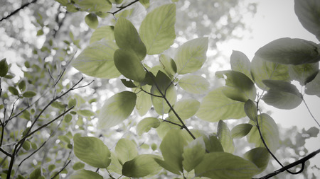View up into cottonwood trees with processing to bring out a dreamy look の写真素材