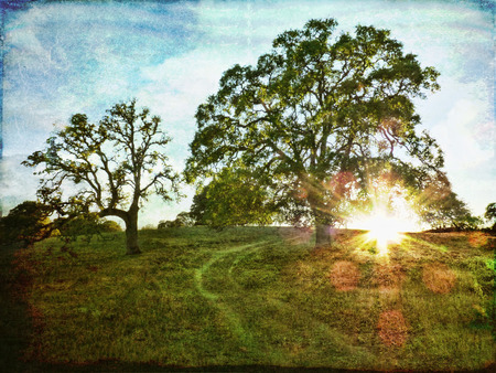 Old oak trees with a rural road at sunset with textures added for an artistic look の写真素材