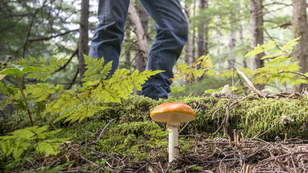 Mushroom hunter walking by a young Amanita muscaria mushroom in the rainforests of Southeast Alaska.の写真素材