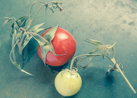 Home grown tomatoes with vine still attached on a rustic counter with vintage coloration.の写真素材