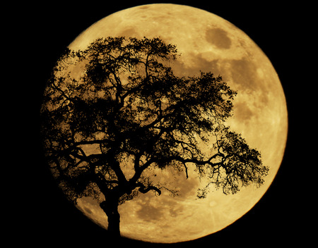Large full moon with the silhouette of an oak tree.の写真素材
