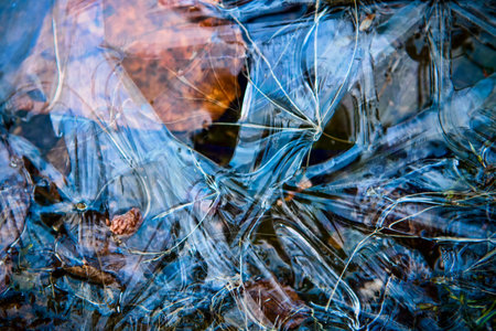 Leaves and plants trapped in ice in a winter pond.