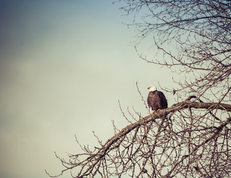 Bald eagle sitting in a bare winter tree processed with split tone coloration for a retro look.の写真素材