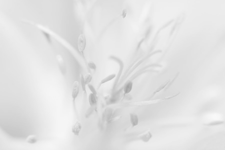 Flower stamens with pollen close up iin white.の写真素材