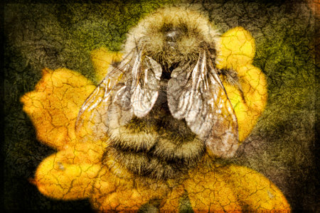 Bee on a flower processed with textures for an artistic look.の写真素材