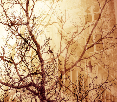 Bare tree branches with birds overlaid with an abandoned building for a dream-like look.の写真素材