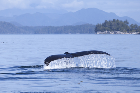 Humpback whale tale dripping with water in British Columbia off the Sunshine Coast.の写真素材