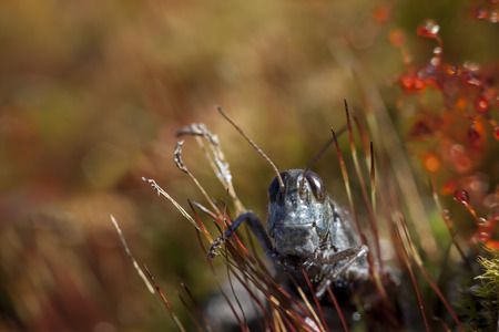 Macro photo of a grasshopper in grass with a shallow depth of field and fall colors.の写真素材