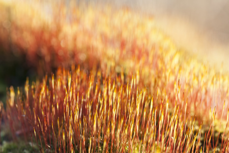 Macro of moss close up with bright fall colors and a shallow depth of field.の写真素材