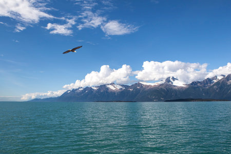 Bald eagle flying over the waters of the Lynn Canal in Southeast Alaska on a sunny day.