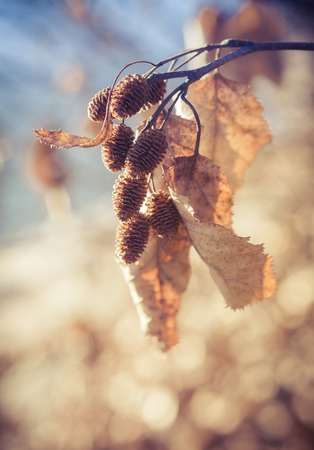 Alder cones with dead leaves in sunset light in autumn.の写真素材