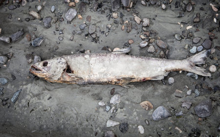 Dead salmon on an Alaskan river beach after spawning.