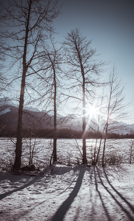 Setting sun behind trees on the Chilkat River in Southeast Alaska in winter process with coloration.の写真素材
