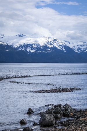 Trail of Surf Scoters duck in the Lynn Canal in Southeast Alaska in early spring.の写真素材