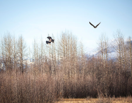 Two bald eagles in a courtship display locking talons in the Chilkat Bald Eagle Preserve near Haines...