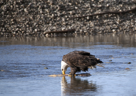 Bald Eagle eating salmon in the Chilkat River near Haines Alaska on a sunny fall day.の写真素材