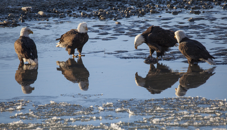 Four bald eagles hanging out in shallow water in the Chilkat Bald Eagle Preserve on a sunny winter day.の写真素材