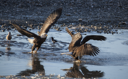 Bald eagles interacting in the Chilkat River Bald Eagle Preserve near Haines Alaska on a sunny winter day.の写真素材