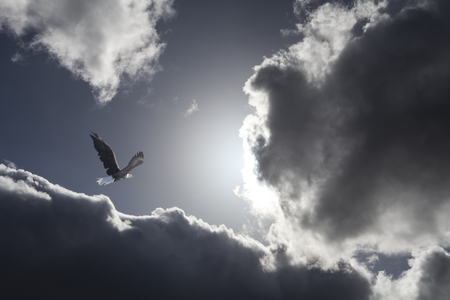 Bald eagle flying toward the sun with dramatic clouds.の写真素材