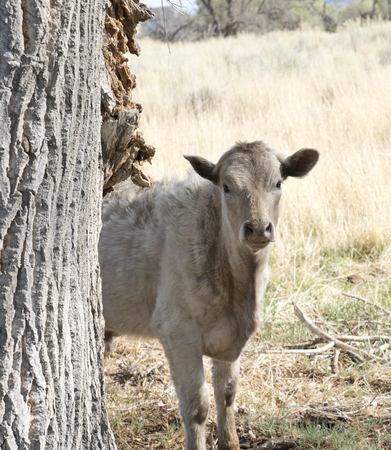 Cute young curious cow looking out behind a large cottonwood trunk with grazing pasture grassland in the background.の写真素材