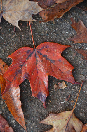 Scattered autumn leaves background