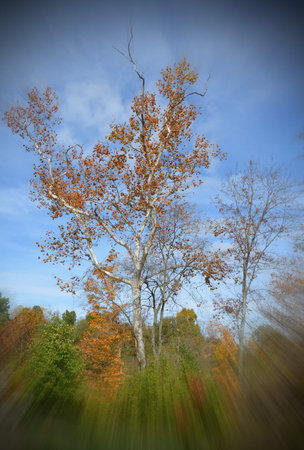 Autumn tree with zoom burst effect framingの写真素材